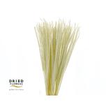 Dried Rat Tail Grass Bleached 70cm (pk)