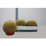 Echinocactus Siilkaktus 27cm