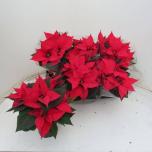 Euphorbia pulch Jõulutäht Christmas Feelings 13cm