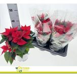 Euphorbia Jõulutäht Christmas Feelings 17cm