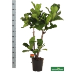 Ficus Viigipuu lyrata 24cm