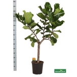 Ficus lyrata 27cm