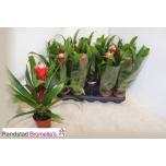 Guzmania Hope 12cm