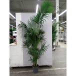 Howea forsteriana Forsteri kentiapalm 27cm