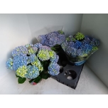 Hydrangea macr Hortensia ankong 15cm