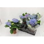 Hydrangea Hortensia Early Blue 14cm