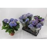 Hydrangea Hortensia Early Blue 14cm