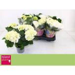 Hydrangea Hortensia Schneeball 13cm