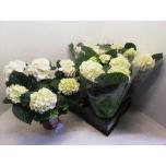 Hydrangea Hortensia macr Schneeball 15cm