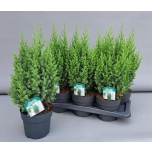 Juniperus Kadakas Stricta 17cm