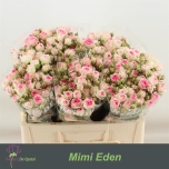 Kobarroos 50cm Mimi Eden