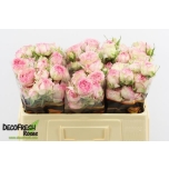 Kobarroos 50cm Pink Blossoms