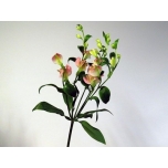 Alstroemeria Inkaliilia Charmelia Pink