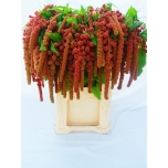 Amaranthus Rebashein Coral Fountain 75cm