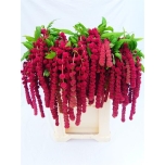 Amaranthus Rebashein Rosary 75cm