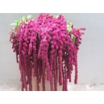 Amaranthus Rebashein Rosary 80cm