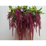 Amaranthus Rebashein Red Cord 80cm