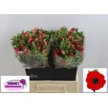 Anemone Ülane Galil Red 40cm