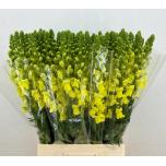 Antirrhinum Lõvilõug Poto Yellow 80cm