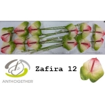 Anthurium Flamingolill Zafira