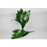 Aspidistra 70cm (pk)