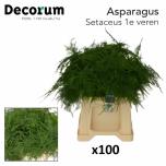 Asparagus Setaceus 45cm (pk)