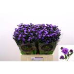 Aster Dark Milka 60cm