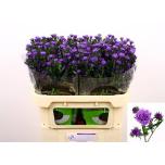 Aster Dark Milka 70cm