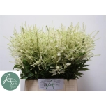 Astilbe Washington 50cm