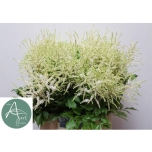 Astilbe Washington 50cm