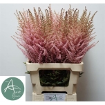 Astilbe Erika 70cm