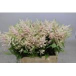 Astilbe Europa 45cm