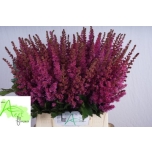 Astilbe Maggie Daley 50cm