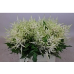 Astilbe Washington 40cm