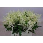 Astilbe Washington 40cm