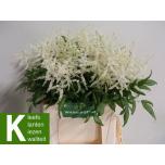 Astilbe Washington 40cm