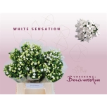 Bouvardia Buvardia White Sensation 40cm