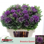 Brassica Kapsas Crane Queen 60cm