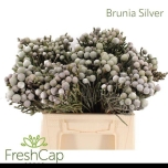 Brunia Laevis Silver 40cm