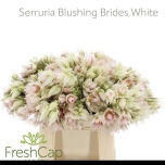 Cape Green Blushing Bride 40cm