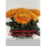 Chrysanthemum Krüsanteem BL Armgard Bronze*10