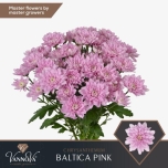 Chrysanthemum Krüsanteem SP Baltica Pink*5