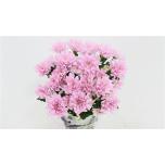 Chrysanthemum Krüsanteem SP Baltica Pink*5