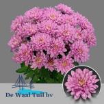 Chrysanthemum Krüsanteem SP Baltica Pink*5