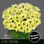 Chrysanthemum Krüsanteem SP Chic Cream*5