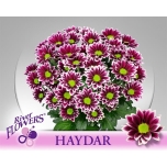 Chrysanthemum Krüsanteem SP Haydar*5