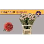 Chrysanthemum Krüsanteem BL Hornbill Salmon*10