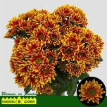 Chrysanthemum Krüsanteem SP Kastelli*5