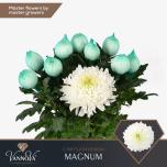 Chrysanthemum Krüsanteem BL Magnum*10