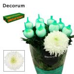 Chrysanthemum Krüsanteem BL Magnum*10